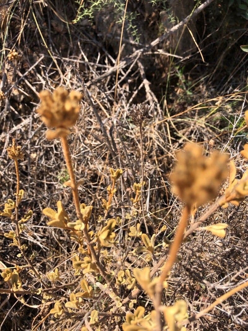 Phlomis lanata