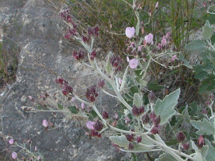 Malacothamnus 2
