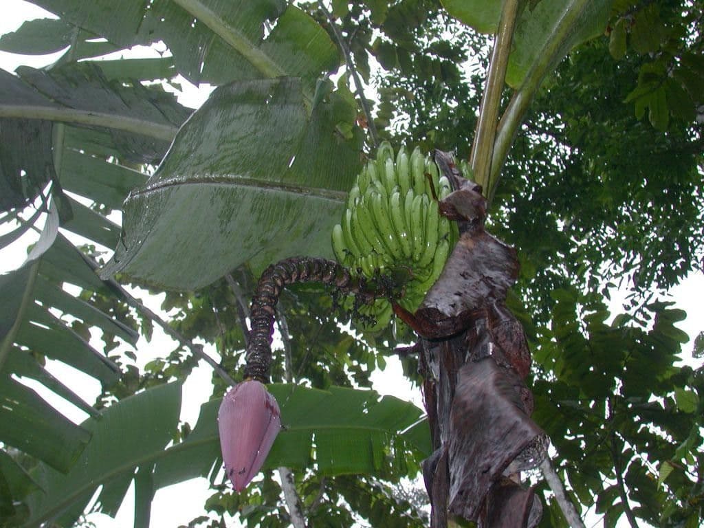 Bananovník“, “ 26