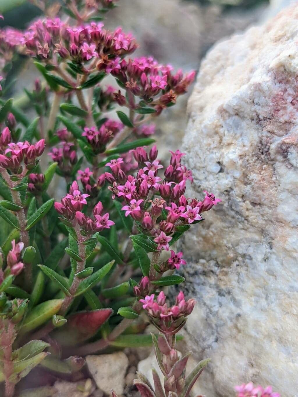 Crassula 2