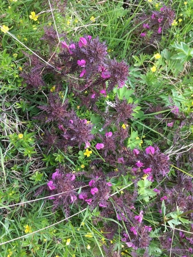 Pedicolare palude 13