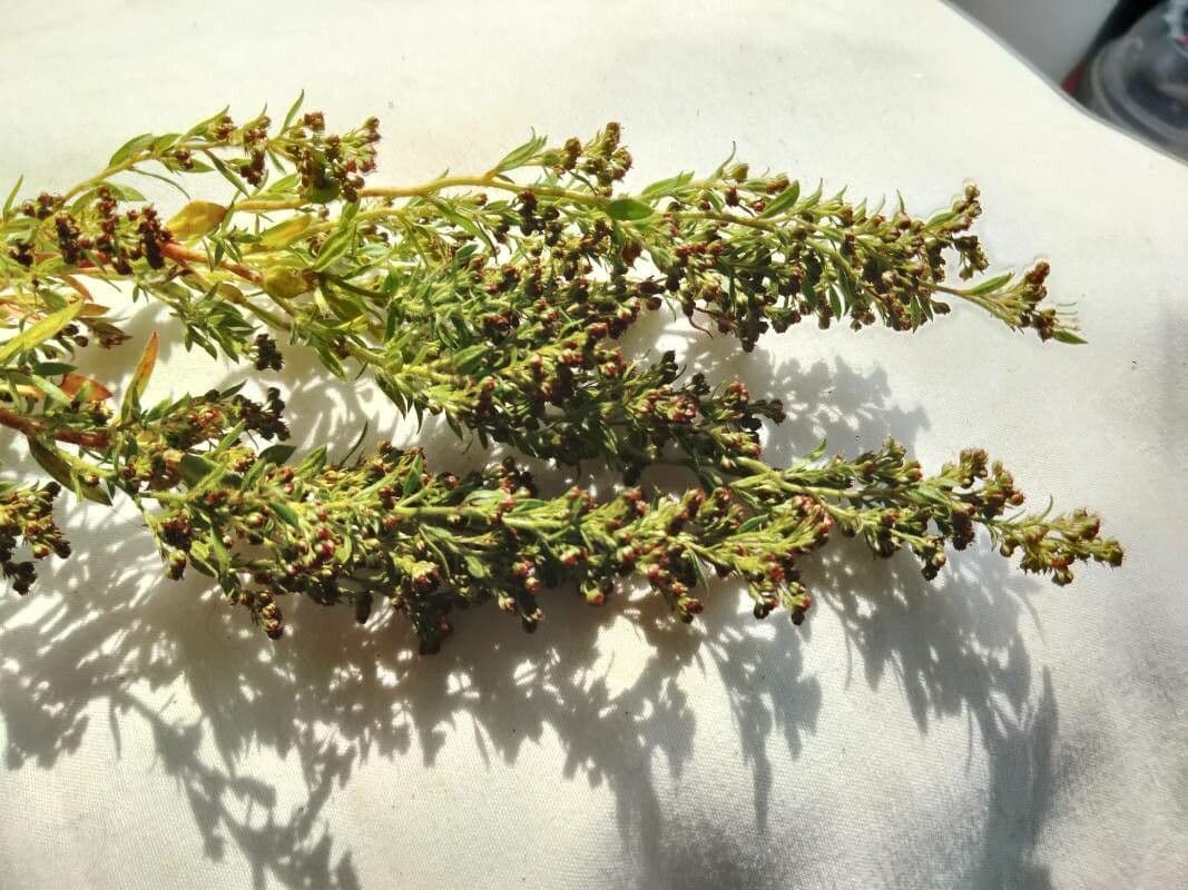 Lechea mucronata 7