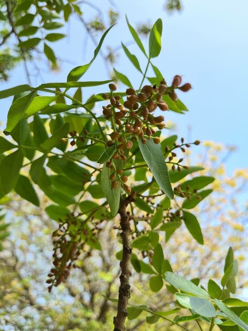 Pistacia 8