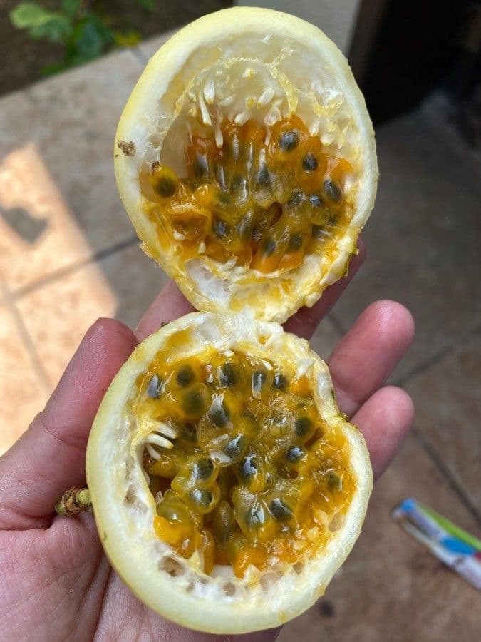 Granadilla dolce 5