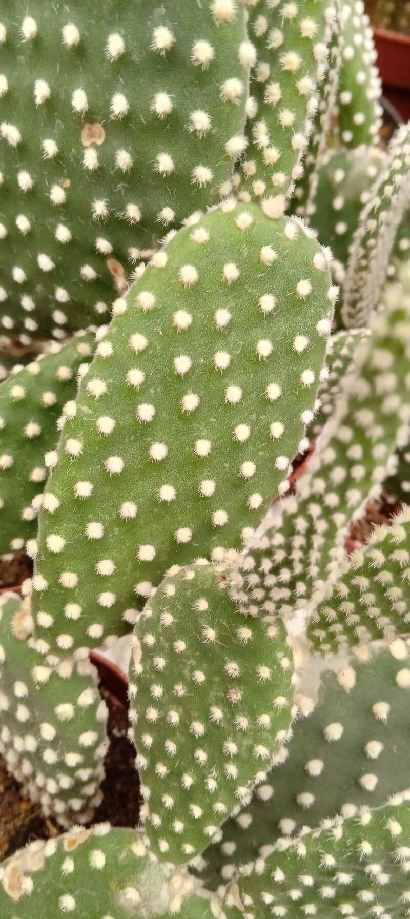 Nopal 23