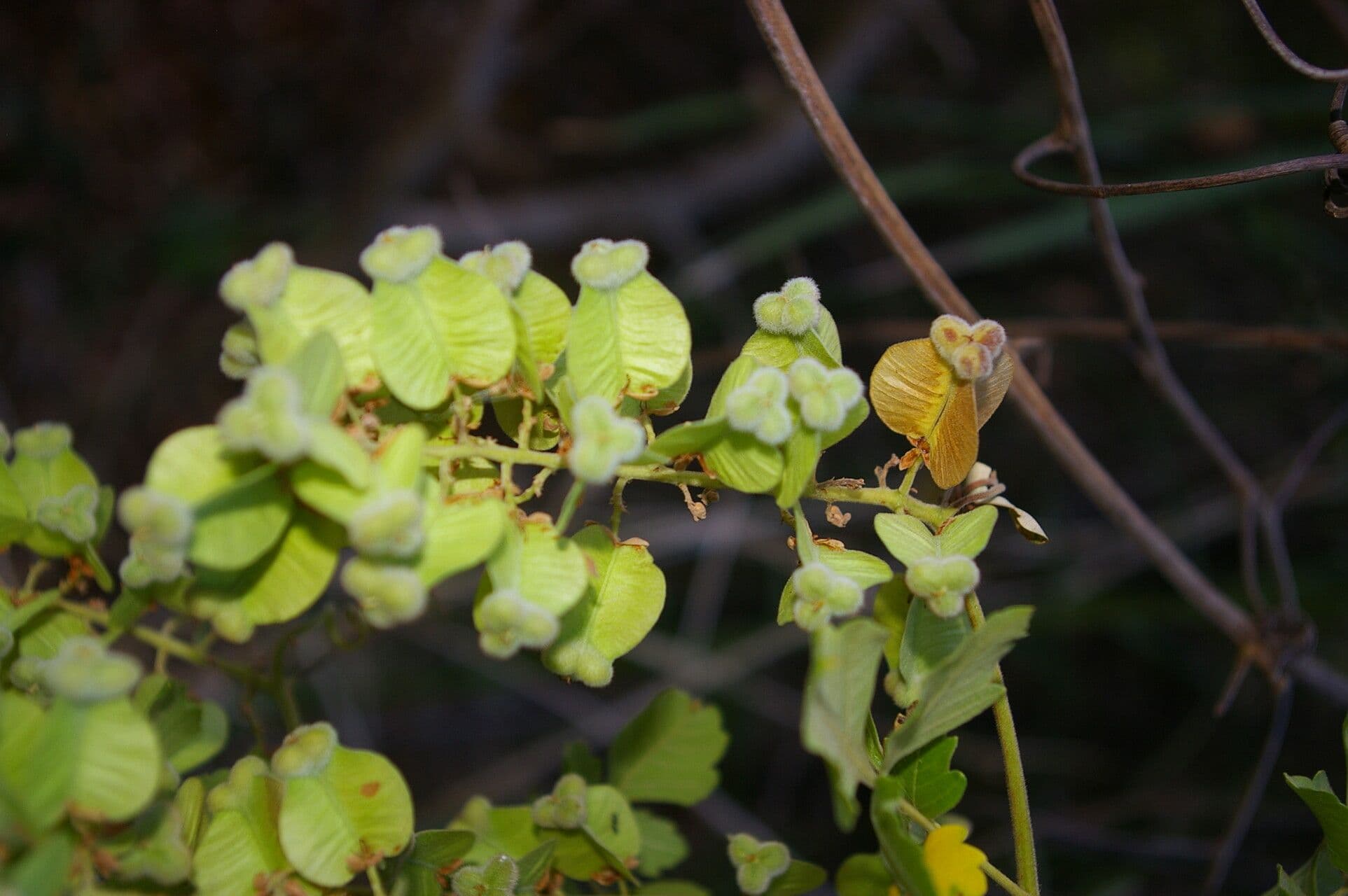 Serjania 3