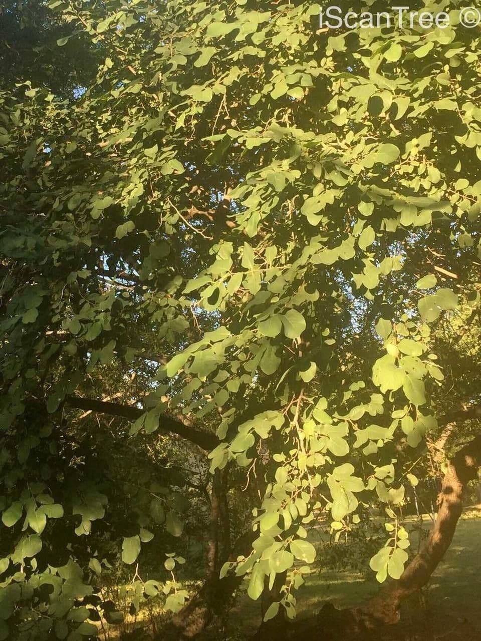 Annona senegalensis 13
