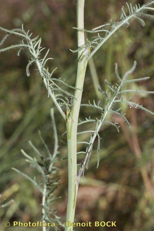 Erba cornacchia altissima 22