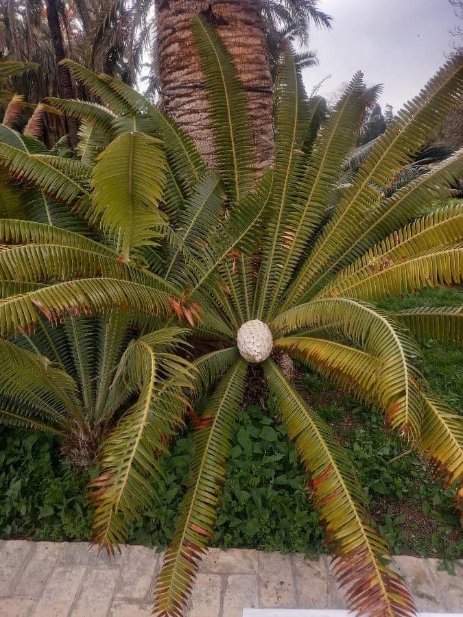 Dioon 7
