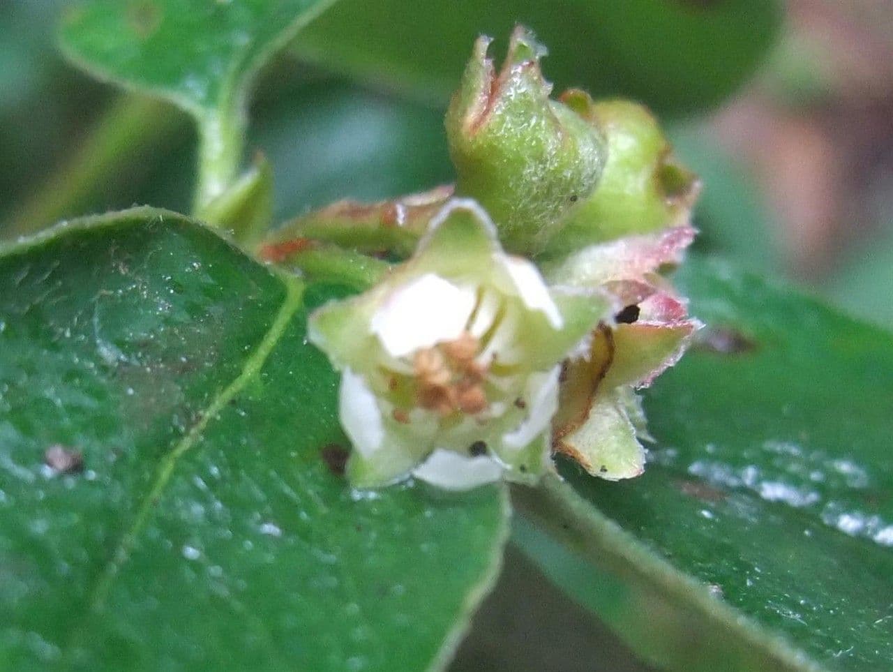Cotonéaster commun 7