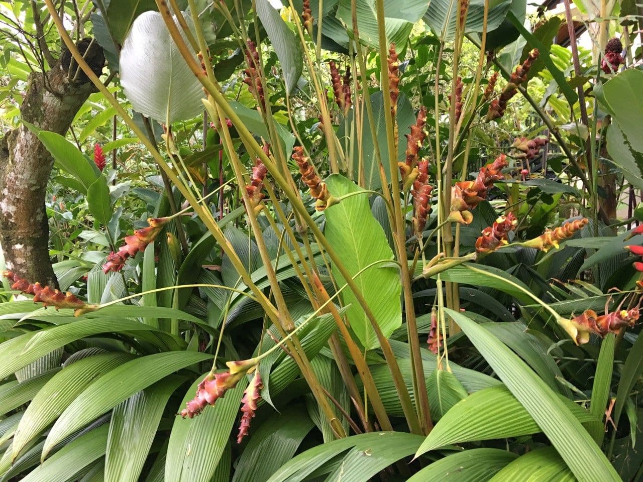 Pampano 19