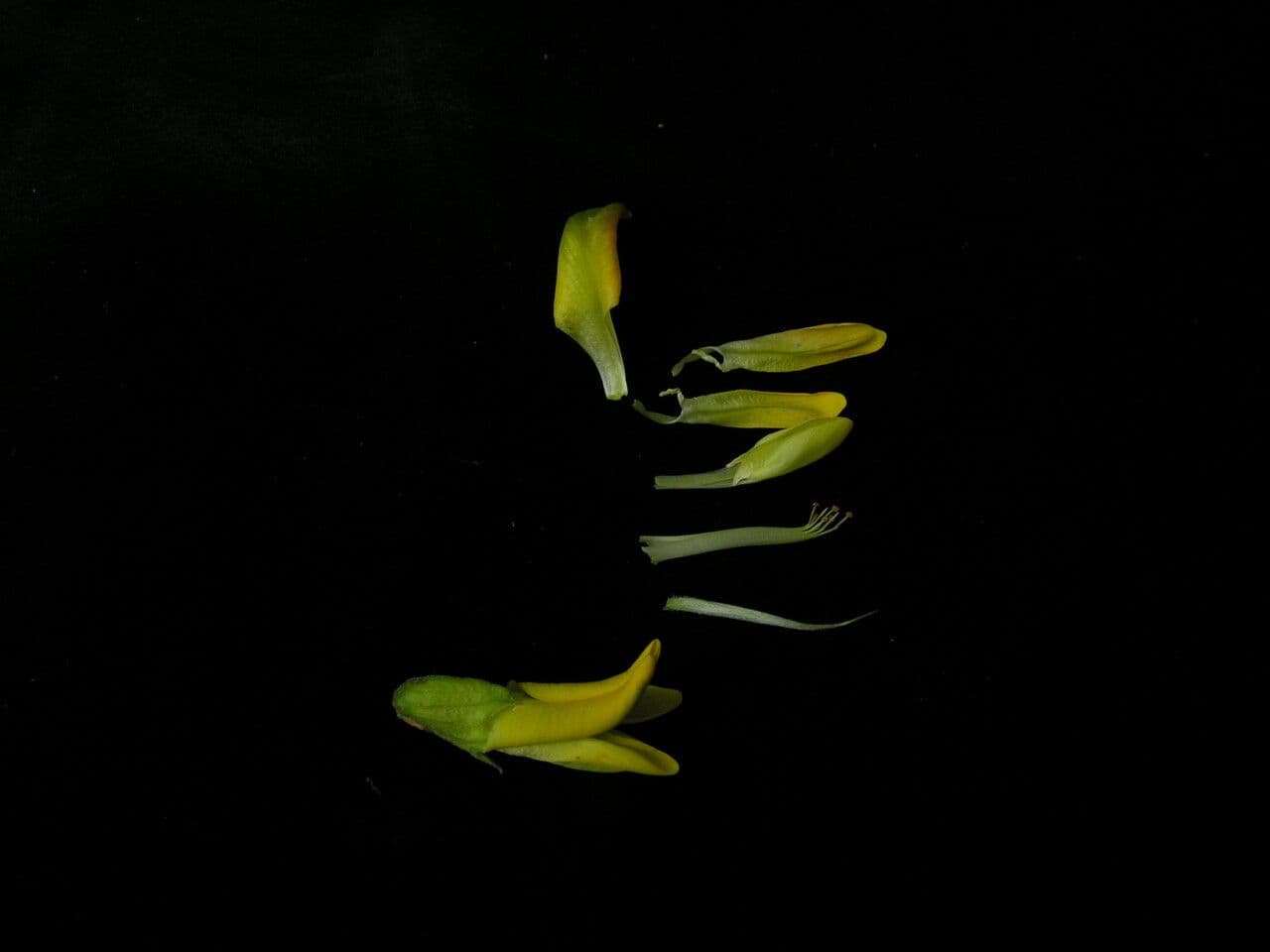 Karyagana 5