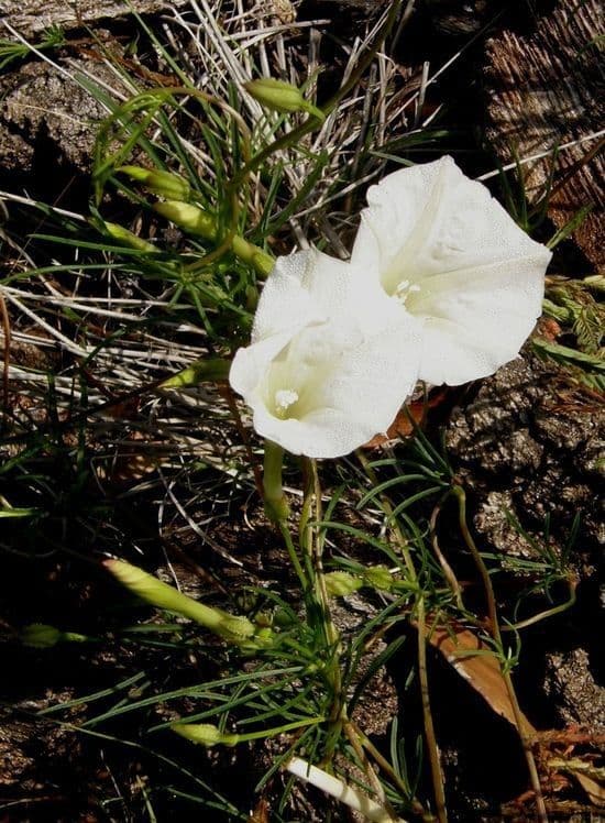 Ipomoea 3