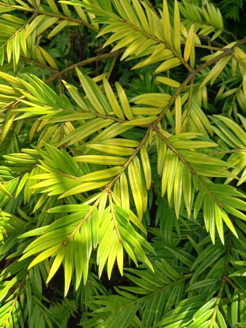 Amentotaxus 2