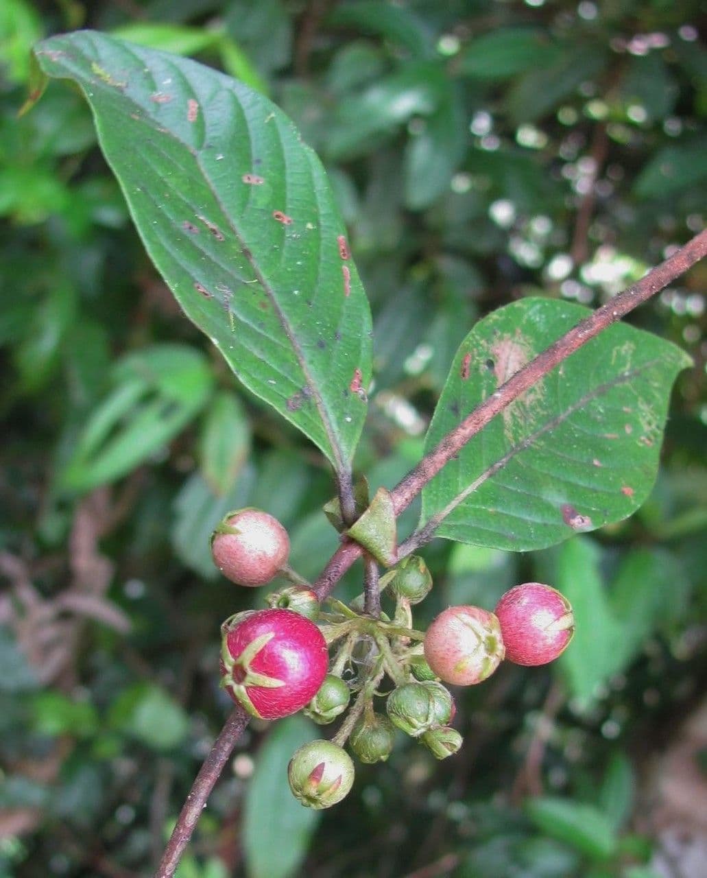Panama-Sabicea 3