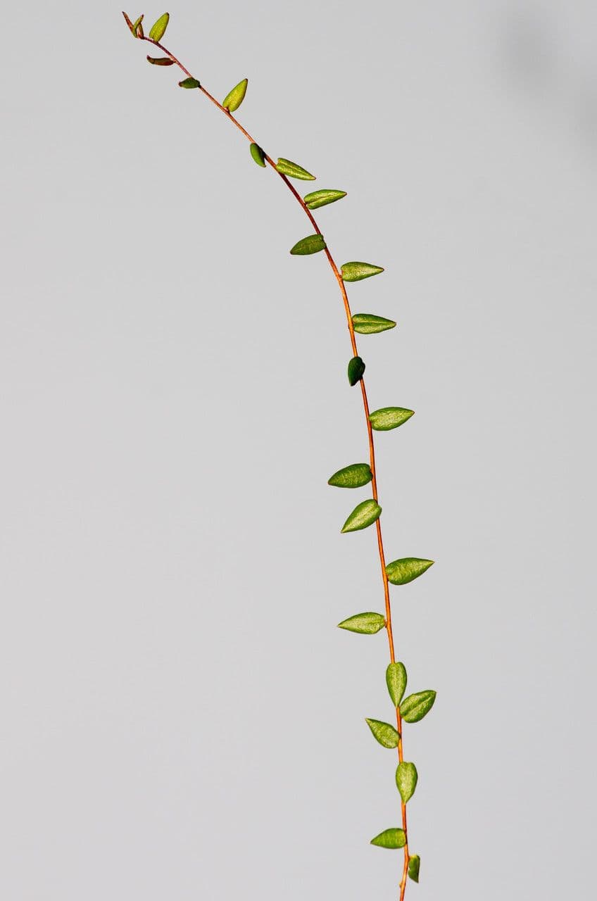 Vaccinium microcarpum 17