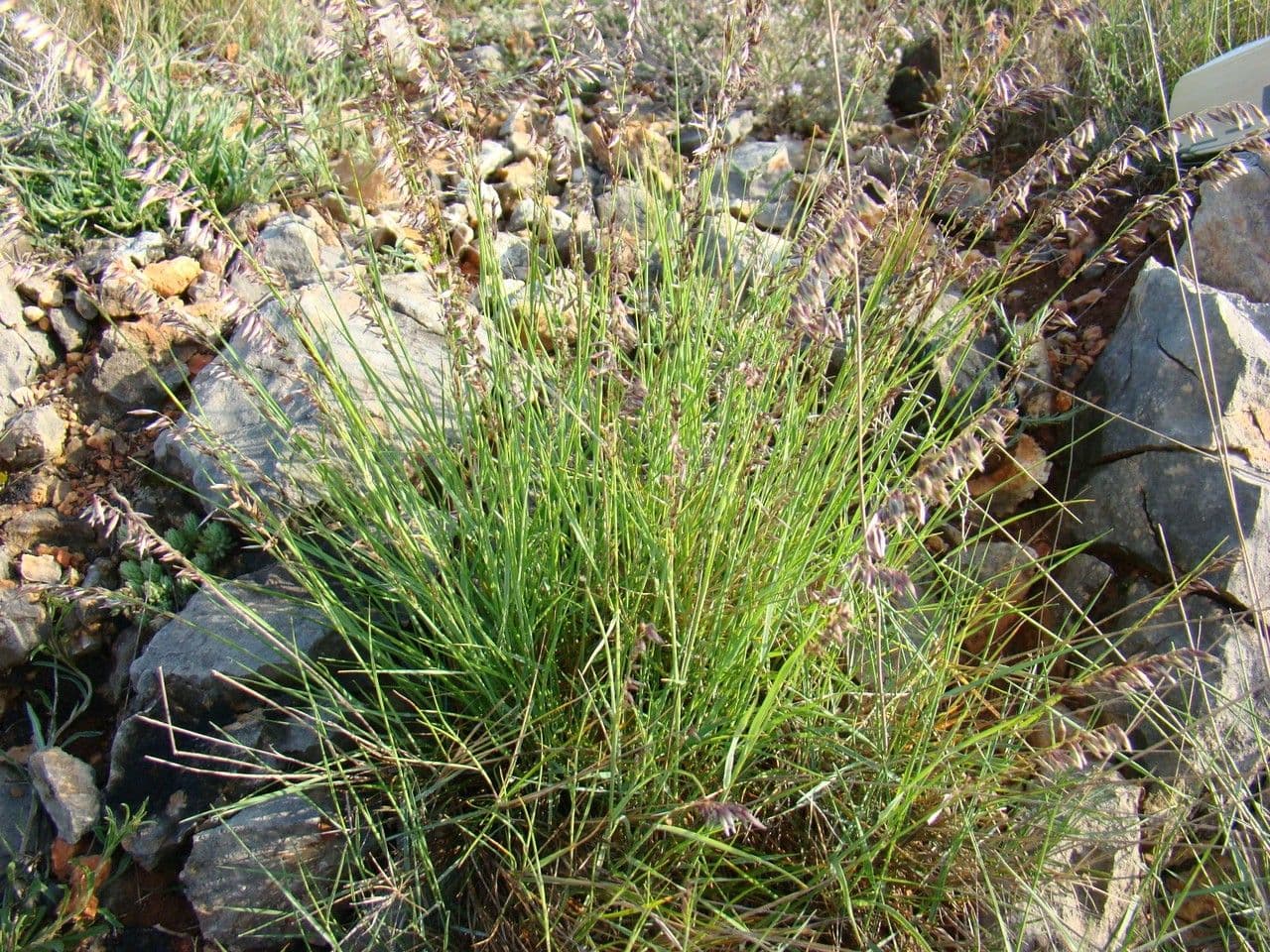 Small melick 14