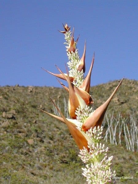 Dracophyllum 8
