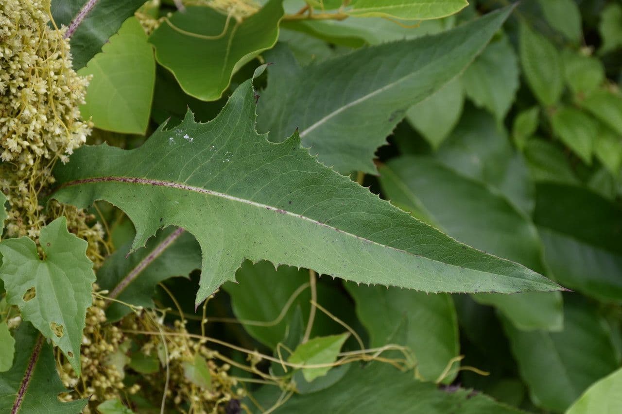 Lactuca indica 12
