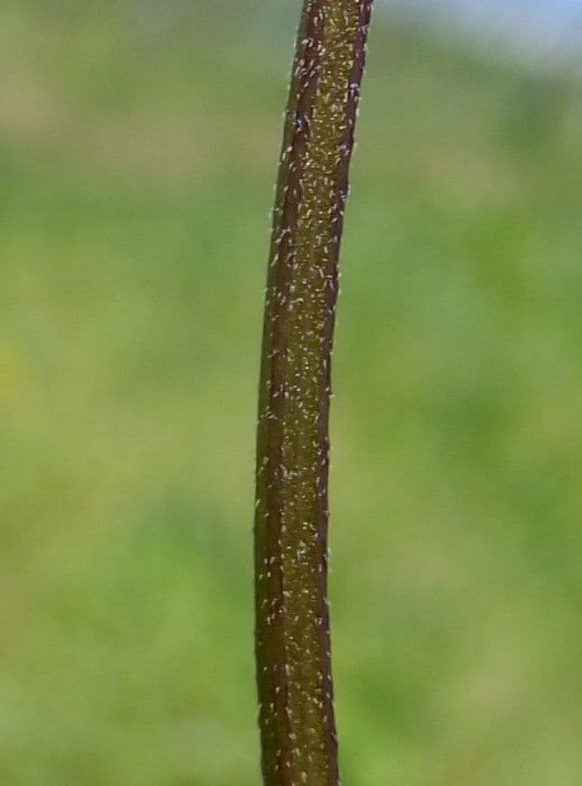 Lamio 22