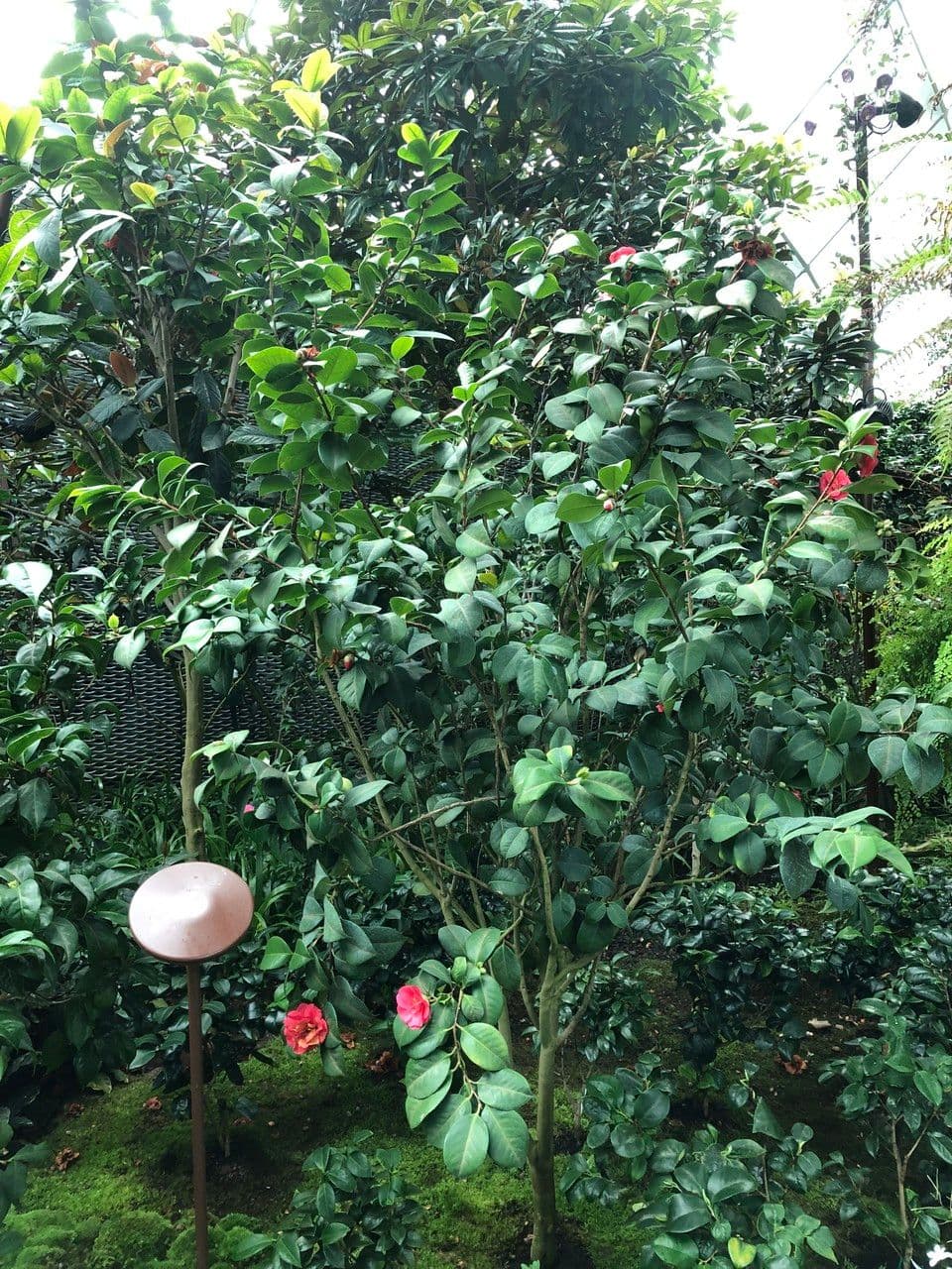 Camelia oleifera 12