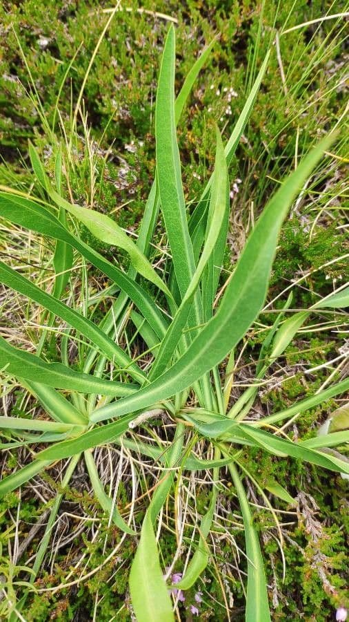 Bupleurum angulosum 15