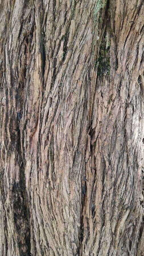Hohe Podocarpus 16