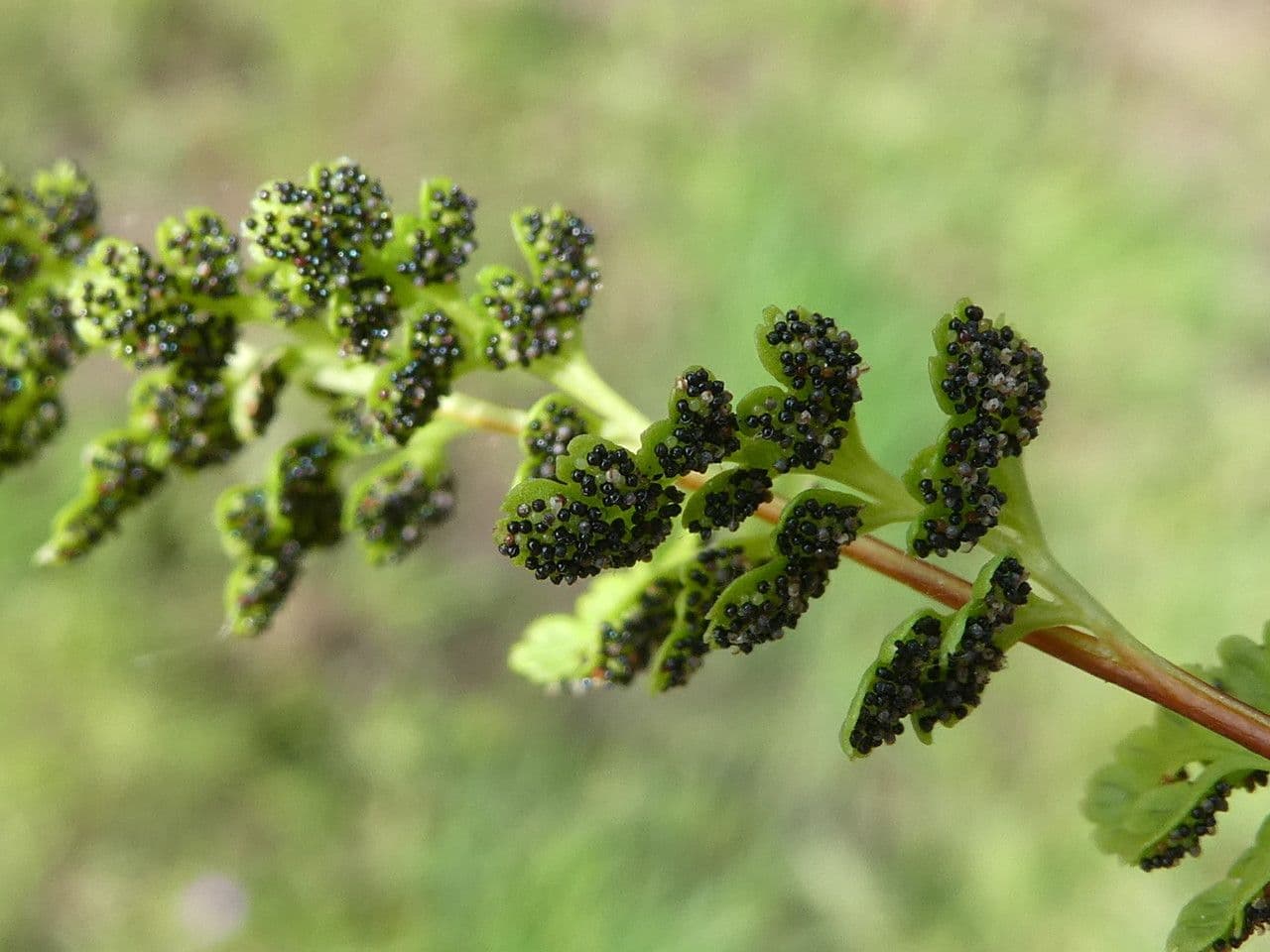 Anogramma leptophylla 17