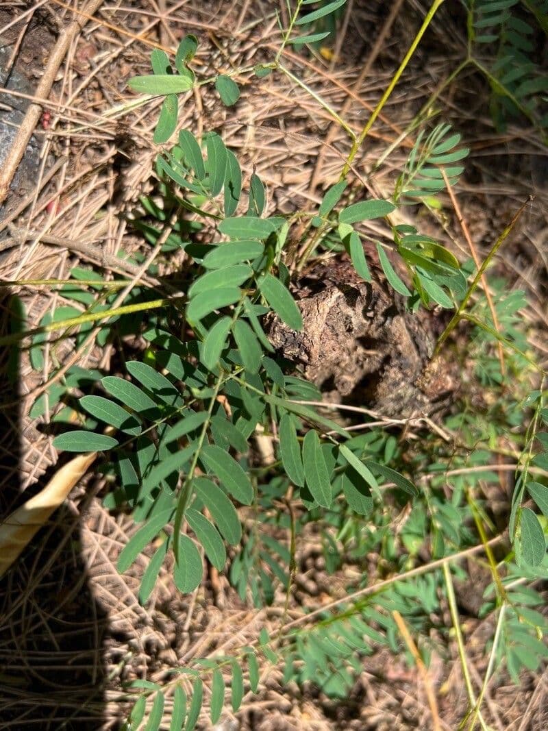 Senna 3