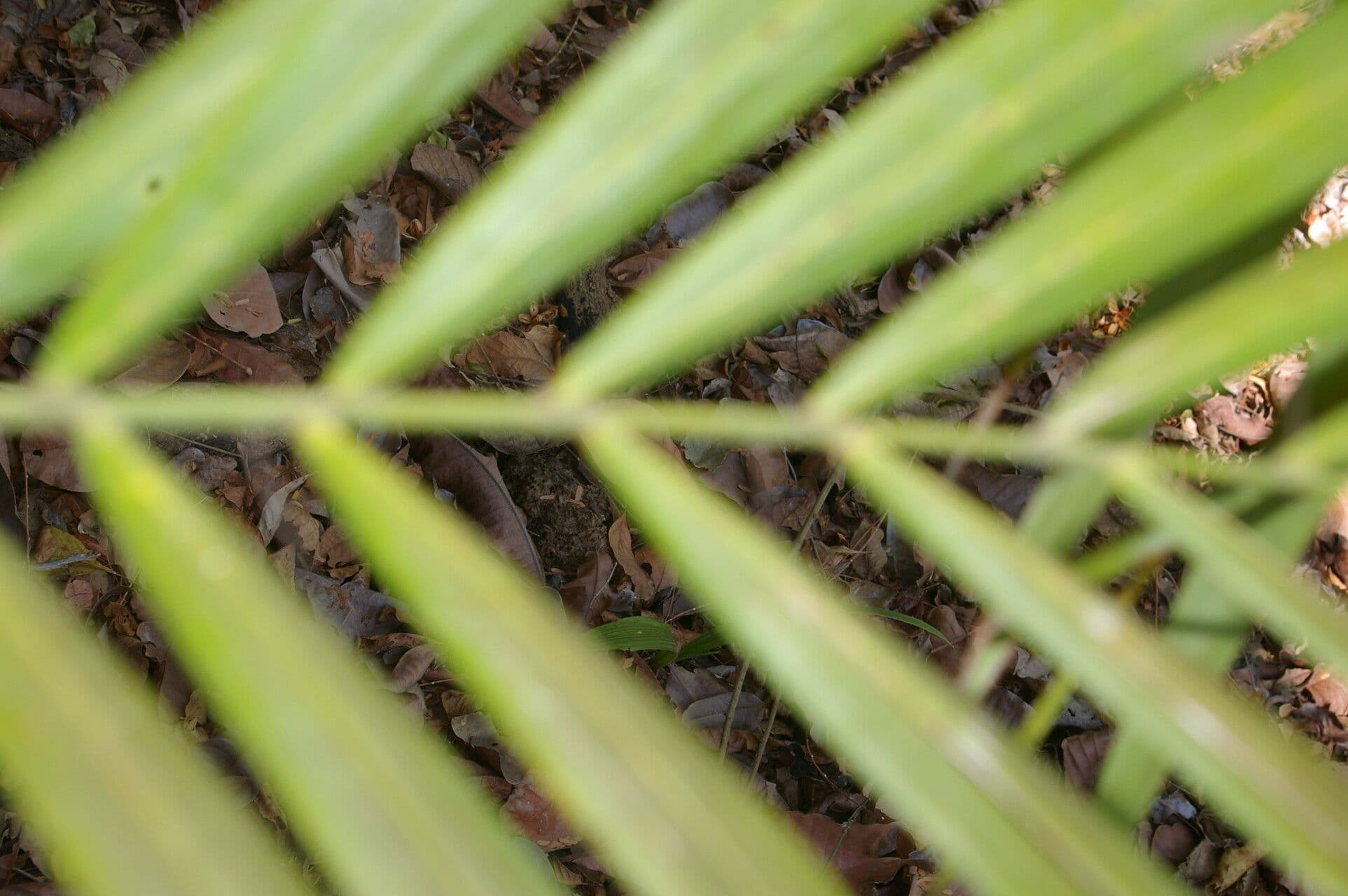 Große Bactris-Palme 10