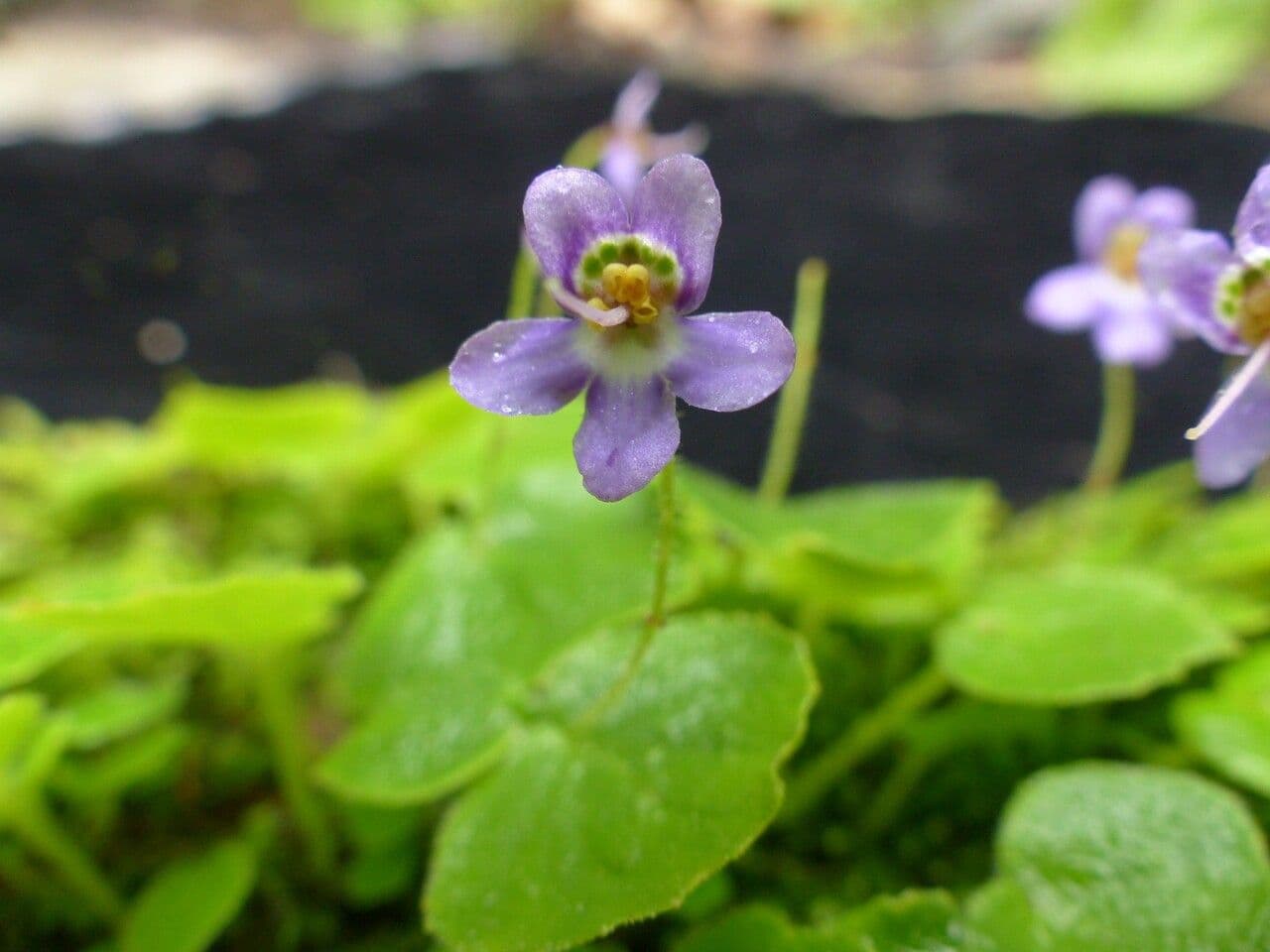 Platystemma 5