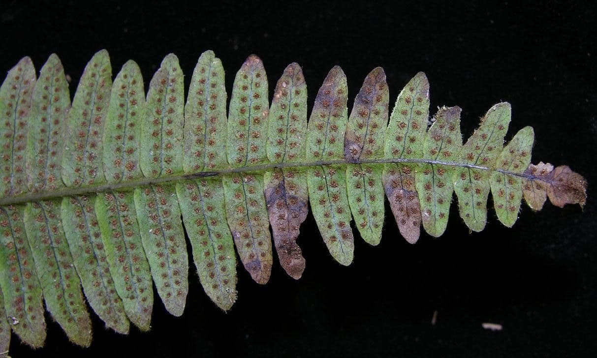 Serpocaulon 4