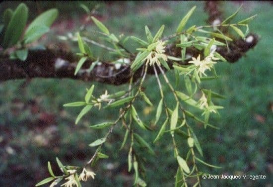 Dendrobium