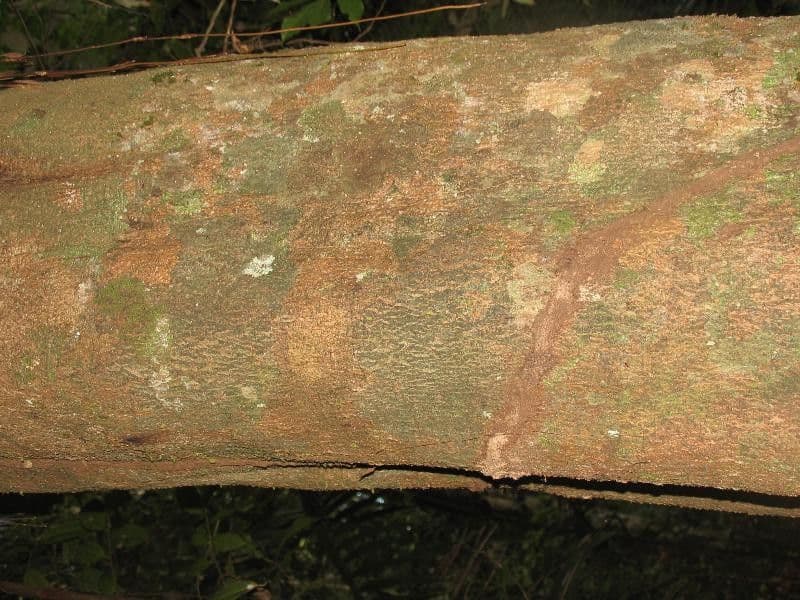 Ocotea 19