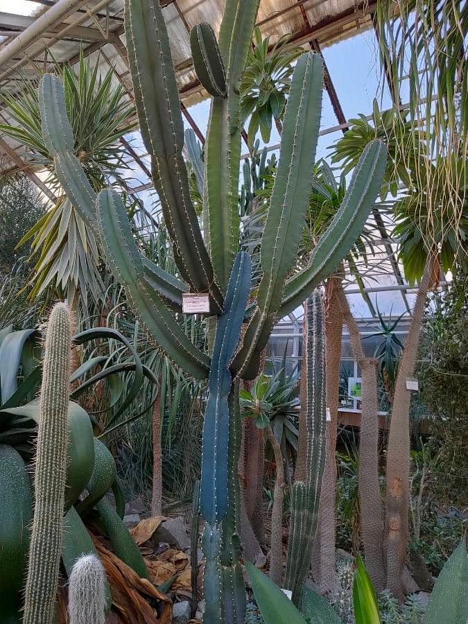 Cactus 18
