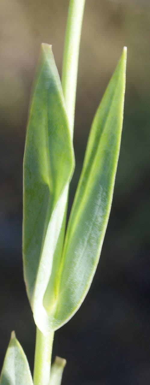 Centaura 18