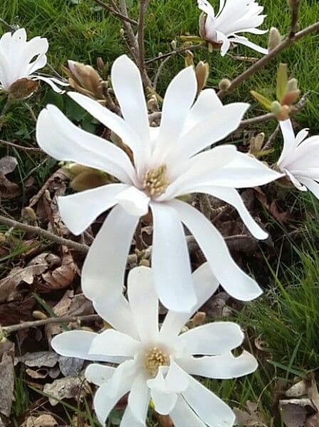 Magnolia stellata 10