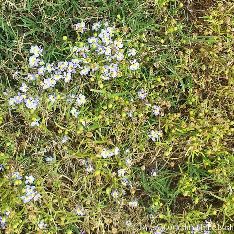Lasthenia glabra 8