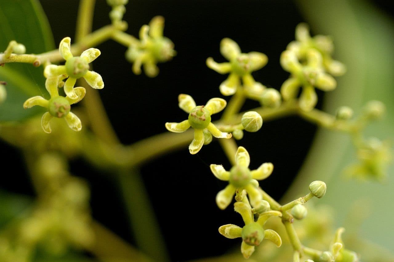 Hippocratea 6