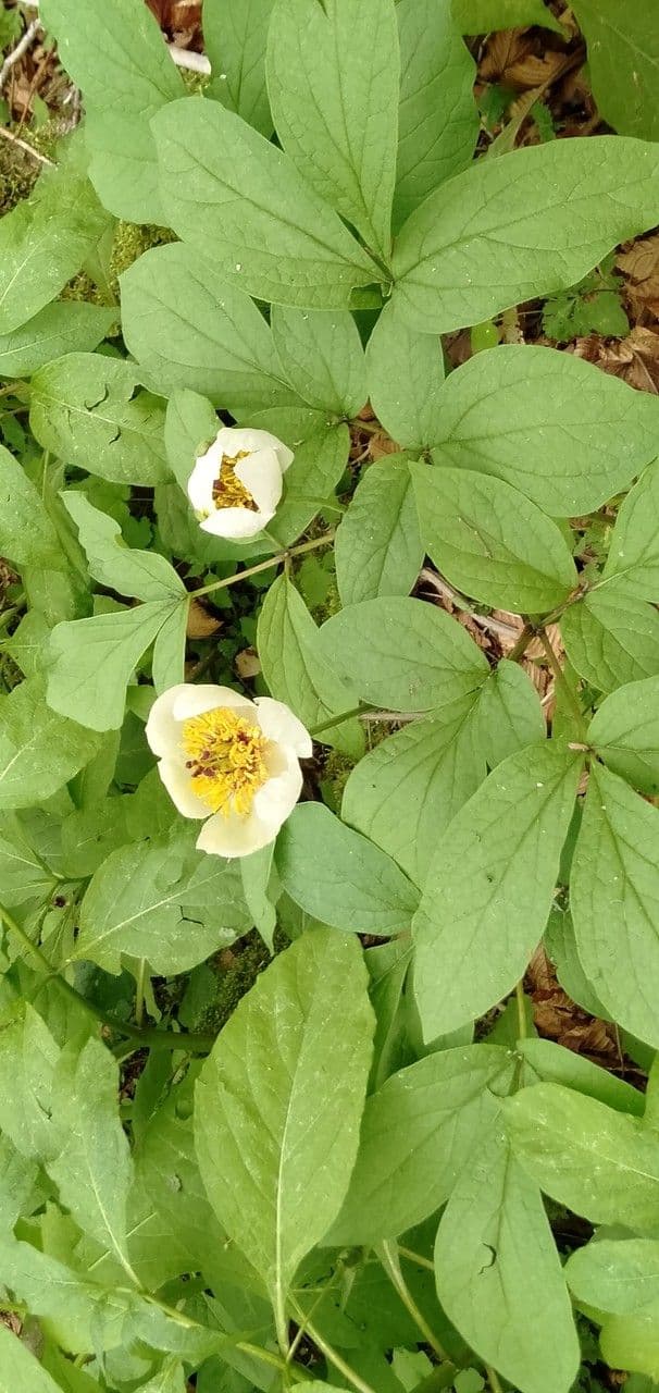 Peonia cinese 8