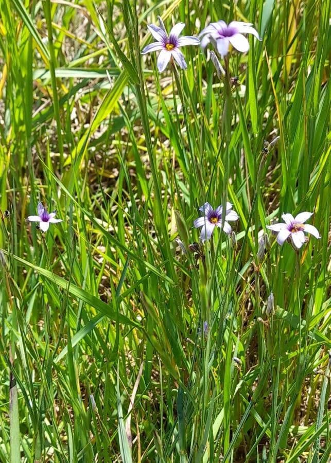 Sisyrinchium 3