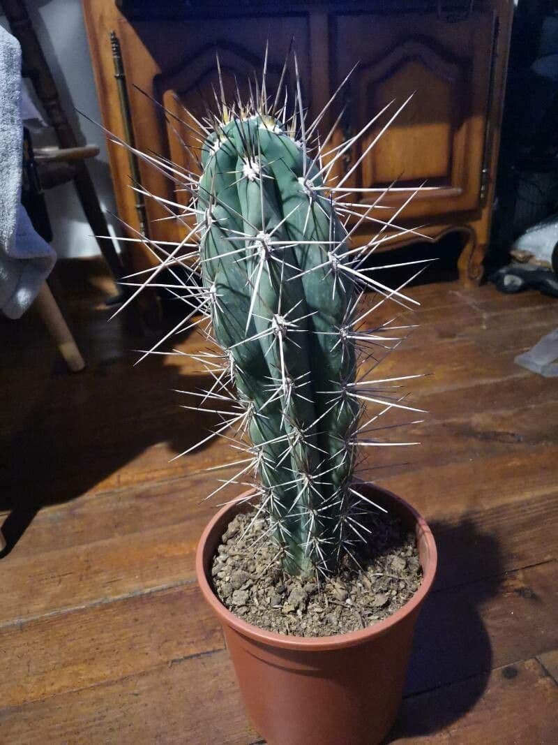 Cactus stuzzicadenti 2