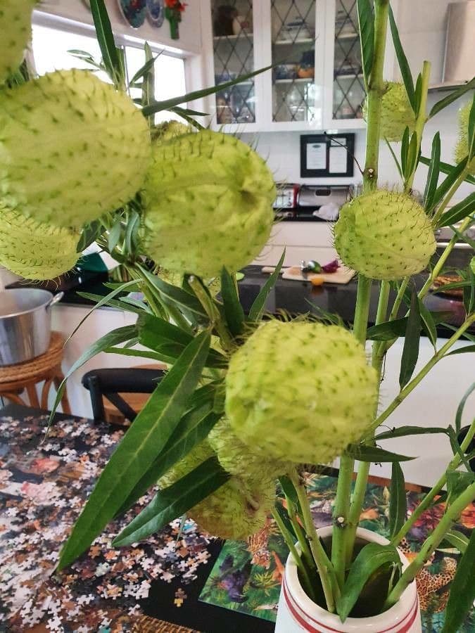 Gomphocarpus physocarpus 30