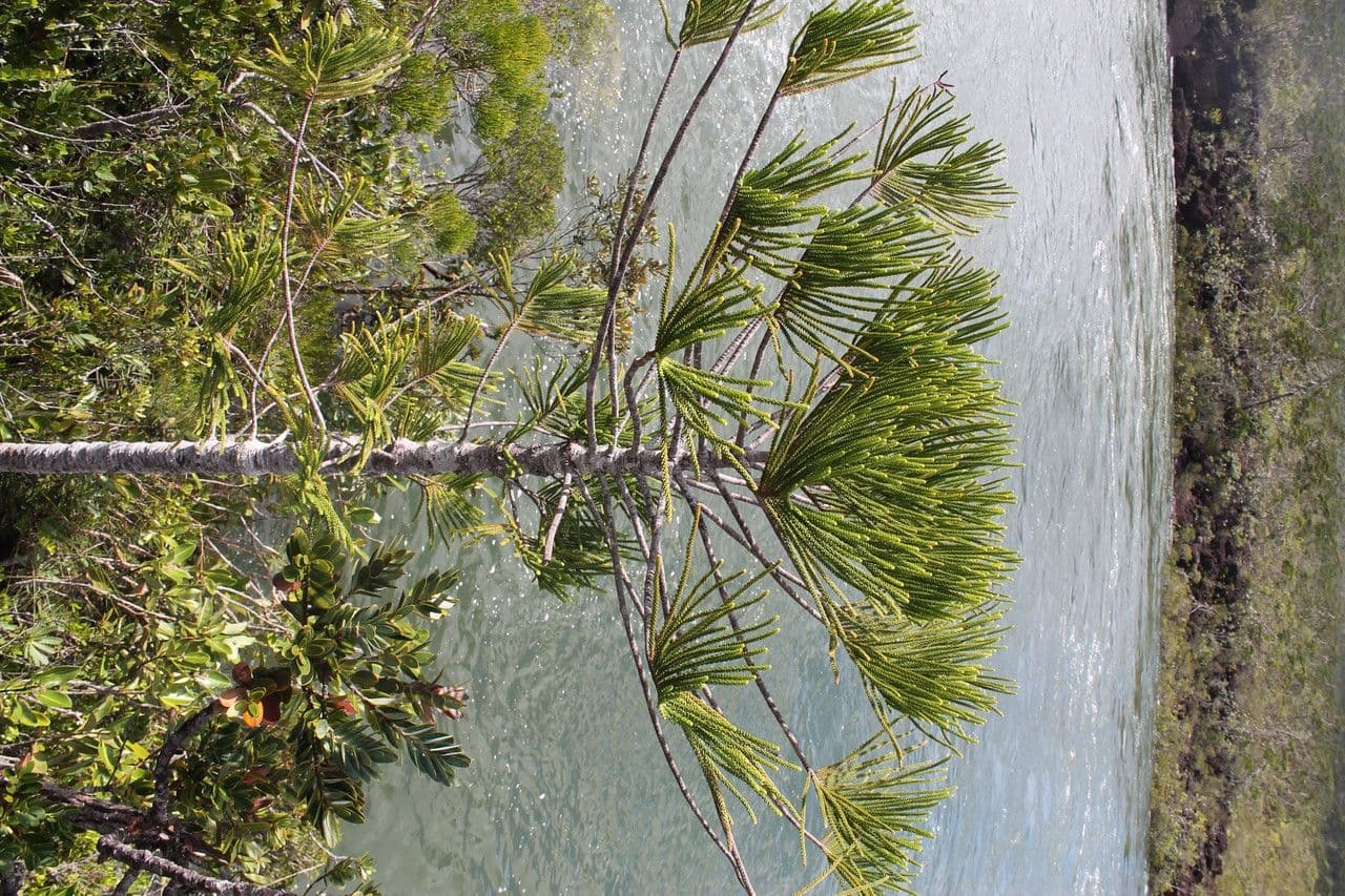 Araucaria 5