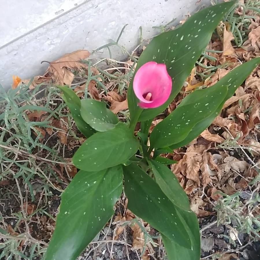 Calla 10