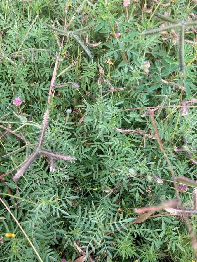 Dalea 4