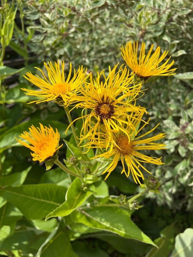 Inula 4