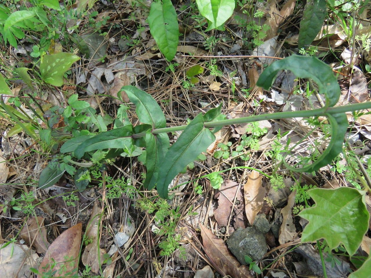 Penstemon laxiflorus 8