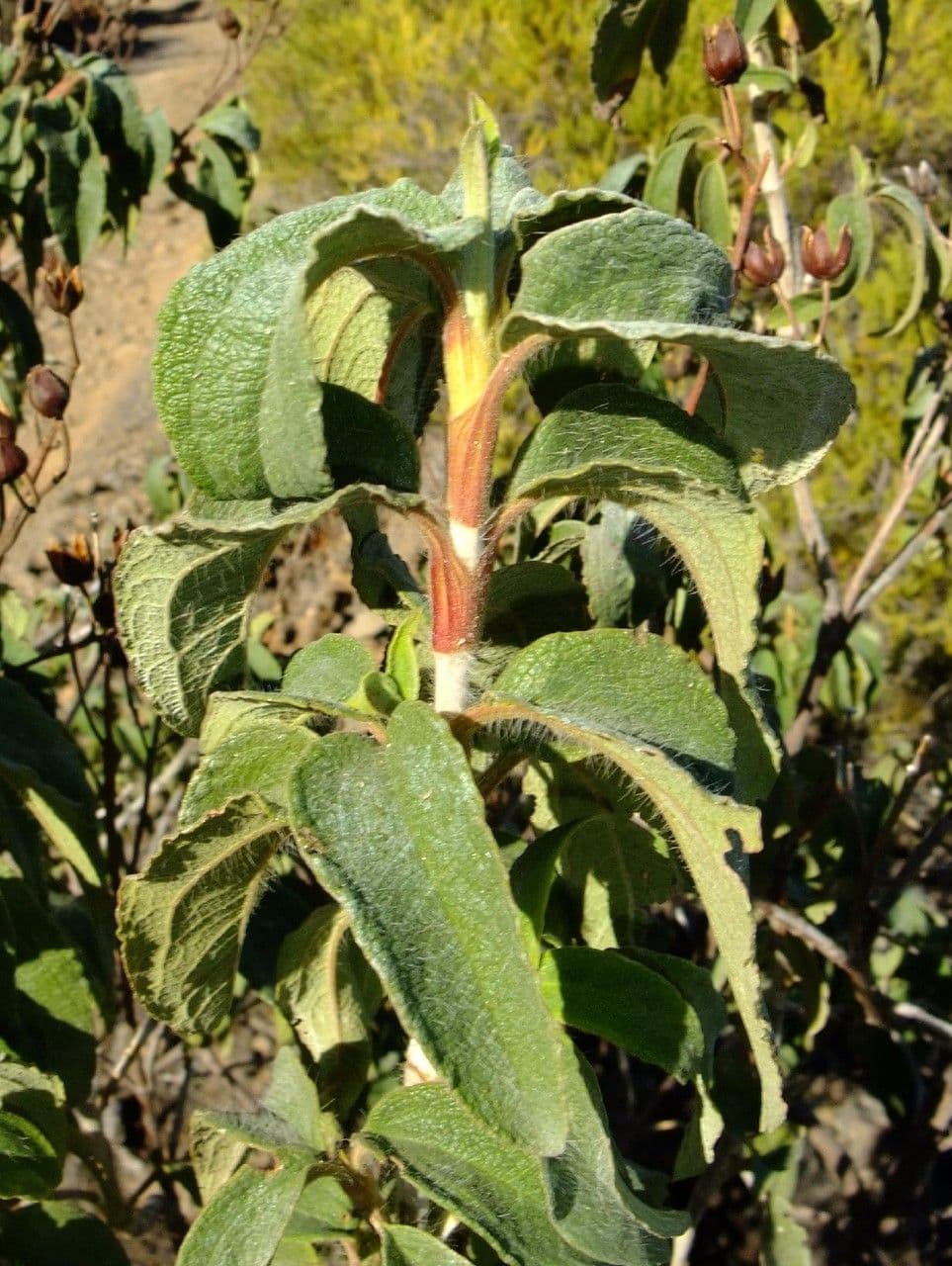 Cistus 13