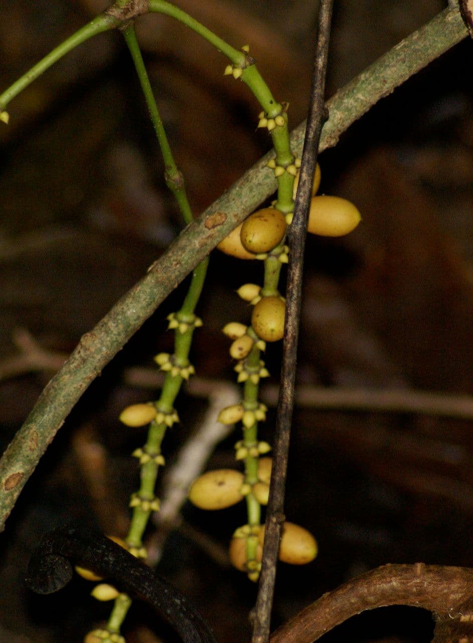 Gnetum gnemon 3